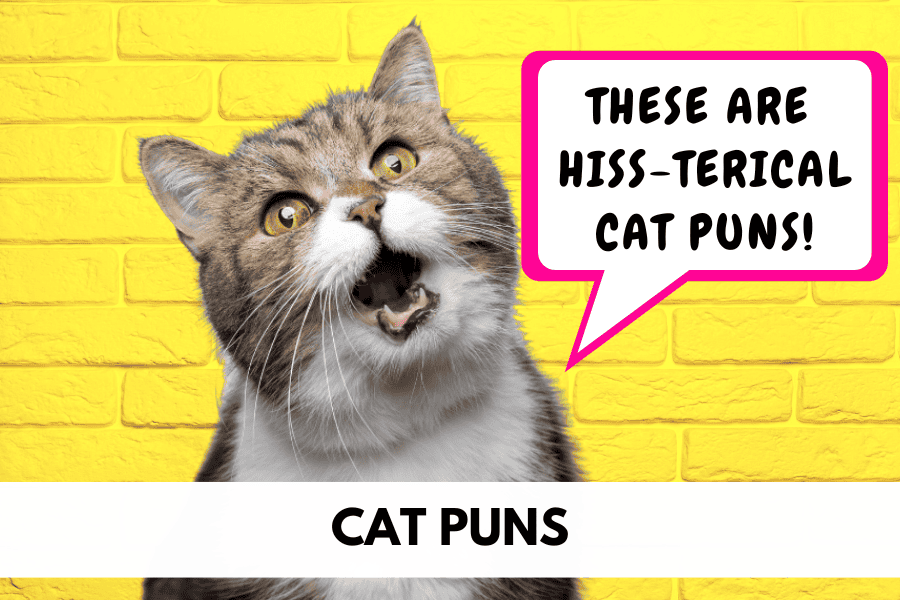 cat puns