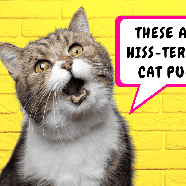 113 Cat Puns For Some Serious Kitten Around