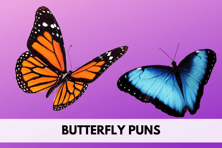 butterfly puns