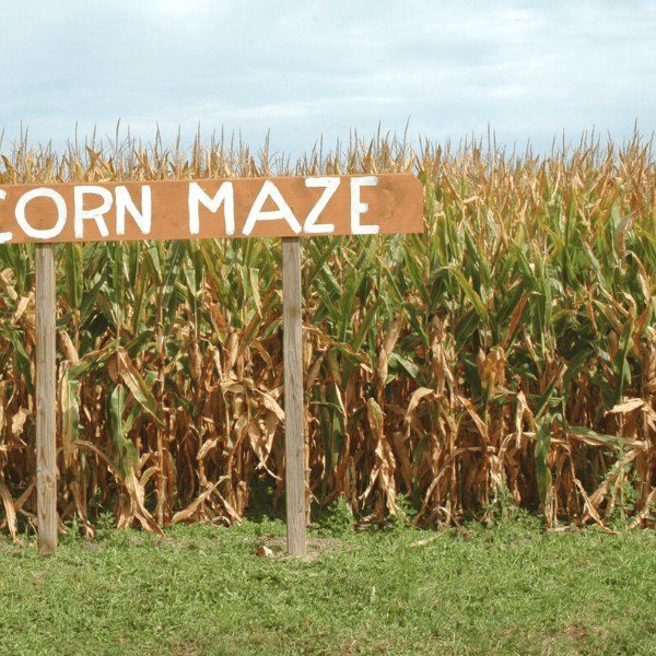 Cozy Corn Maze Date Ideas for Extra Romance This Fall