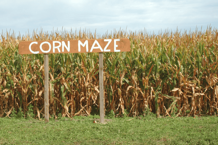 Cozy Corn Maze Date Ideas for Extra Romance This Fall